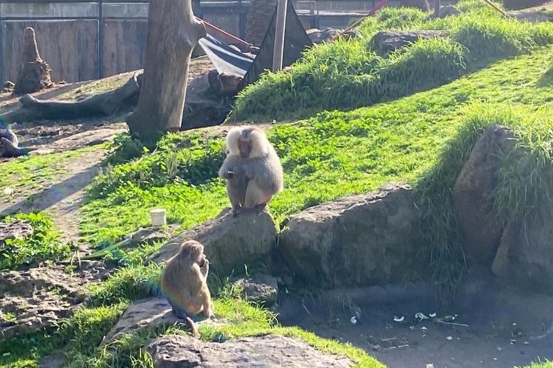 Year 5 Boys Excursion: Melbourne Zoo